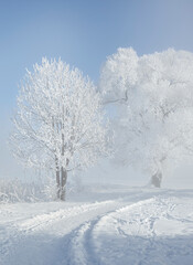 Fototapeta premium verschneite Bäume am Kochelsee, Tölzer Land, Oberbayern, Bayern, Deutschland
