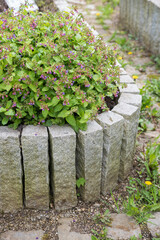 Bed border with standing granite blocks, planted with lungwort.
