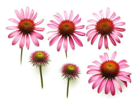 coneflower echinacea collection set isolated on transparent background, transparency image, removed background