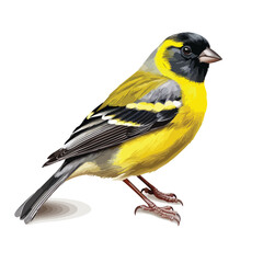 Alpine Citril Finch Clipart isolated on white