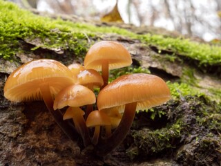 family of winter mushrooms
Flammulina velvetypodiaceae
mushrooms in winter
tree mushrooms