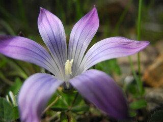 Romulea clusiana