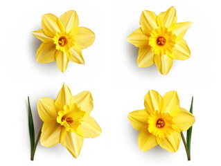Obraz na płótnie Canvas daffodil collection set isolated on transparent background, transparency image, removed background