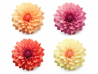 dahlia collection set isolated on transparent background, transparency image, removed background