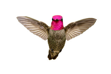 Obraz premium Anna's Hummingbird (Calypte Anna) High Resolution Photo, Showing its Colors, on a Transparent PNG Background