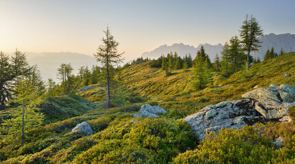 Blick vom Hochstein ins Drautal, Lärchen, Lienz, Osttirol, Tirol, Österreich