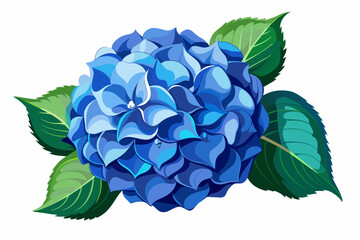 blue hydrangea flower Vector art illustration 