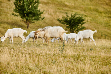 Obraz na płótnie Canvas huge lively cattle of cute goats grazing fresh weeds and grass while in green scenic field