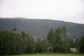 Norwegian mountain fjord landscape overgrown with green conifers, in the foreground a meadow with green freshly cut grass and trees.