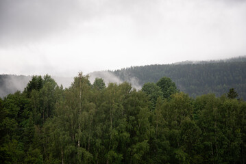 Green trees with Norwegian mountain fjords in the background covered in white mist on a wet autumn day.