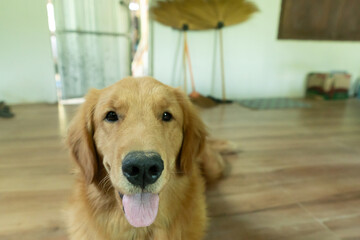 Golden Retriever dog is Seven months Looking for the camera and smiling at the home