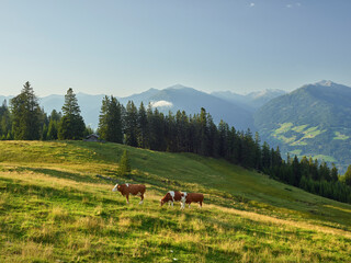 Kuh auf der Walderalm,  Gnadenwald, Inntal, Tirol, Österreich