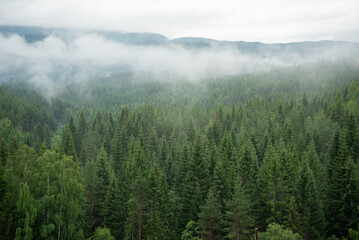 Landscape with green spruce forest in white fog where Norwegian mountains and fjords can be seen in...