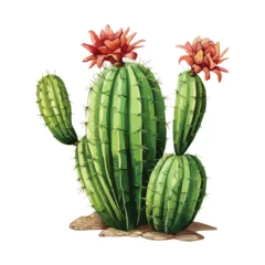 Raamstickers Cactus Cactus Clipart isolated on white background