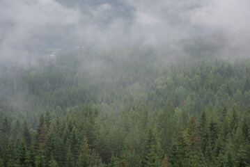 Close-up of green conifers in Norwegian mountains on a white foggy day.