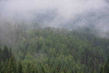Close-up of green conifers in Norwegian mountains on a white foggy day.