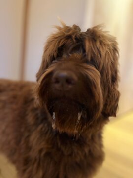 Labradoodle with ice on the mustage