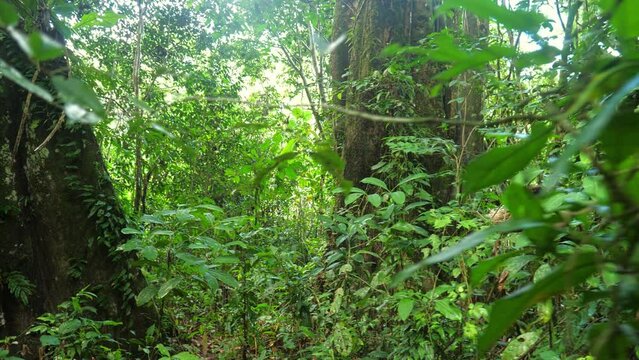 Walking in tropical evergreen jungle forest. Sliding through the woods and tree leaves, down top view. Stabilized footage with steady cam gimbal. 4K wide angle. 