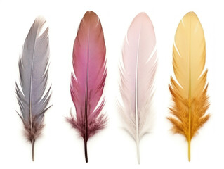 feather collection set isolated on transparent background, transparency image, removed background