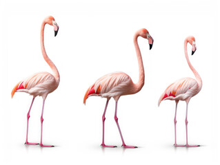 flamingo collection set isolated on transparent background, transparency image, removed background