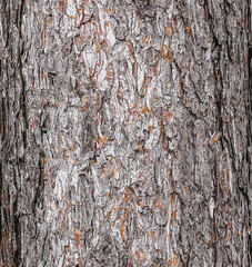 Vector illustration of a background of the bark of a Pinus nigra tree, family Pinaceae.
