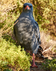 Bird, eagle and ground in environment for ecology with ecosystem, feathers and wings outdoor in natural habitat. Wild animal, hawk and carnivore by plants in nature for hunting, predator and wildlife