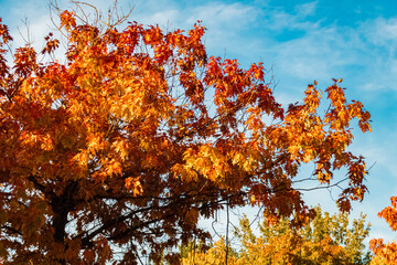 Autumn or indian summer view near Plattling, Isar, Deggendorf, Bavaria, Germany