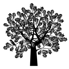 Vintage black and white engraved drawing of an oak crown with branches and leaves and a sitting bird isolated on white. Vector illustration