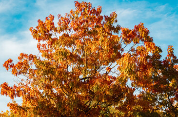Autumn or indian summer view near Plattling, Isar, Deggendorf, Bavaria, Germany