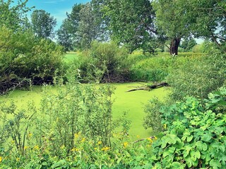 pond covered with duckweed, water in a small pond, plants around the water, marsh plants, water lily