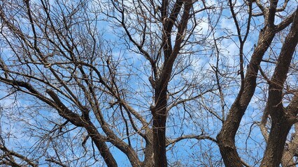branches against blue sky