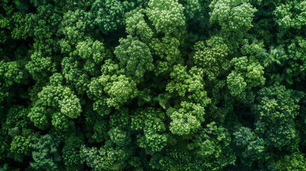 Aerial top view of green trees in forest. Drone view of dense green tree captures CO2. Green tree nature background