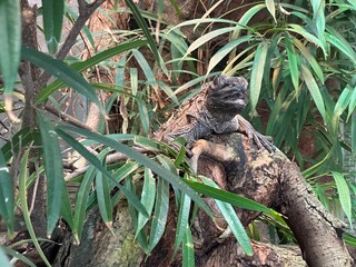 Green iguana on tree branch in the zoo.