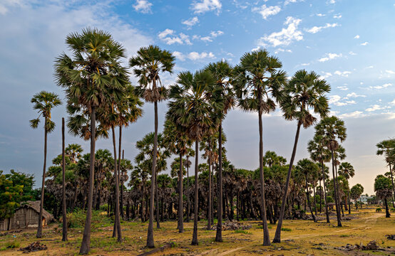 Bunch of tall coconut trees with beautiful blue sky background with clouds in Rameswaram, India.