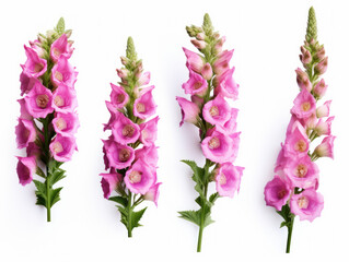 foxglove collection set isolated on transparent background, transparency image, removed background - obrazy, fototapety, plakaty