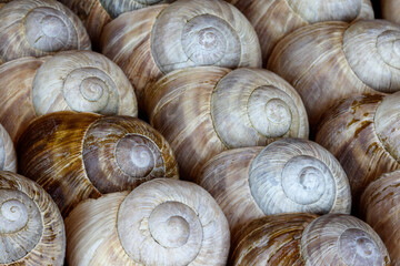 Artistic mosaic of nature, swirling spirals of calcium carbonate, the snail shells of the vineyard snails.