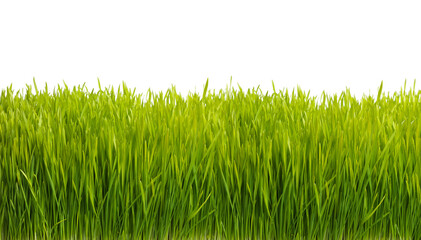 Nature, plant and grass on a white background for field, meadow and park for growth, gardening and landscape. Agriculture, sustainability and isolated plants for environment, ecosystem and ecology