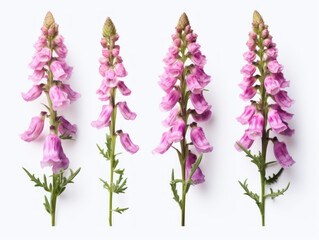 foxglove collection set isolated on transparent background, transparency image, removed background - obrazy, fototapety, plakaty