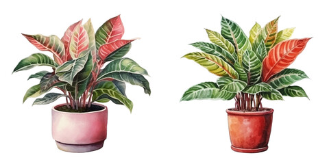 croton plant in a pot watercolor vector illustration