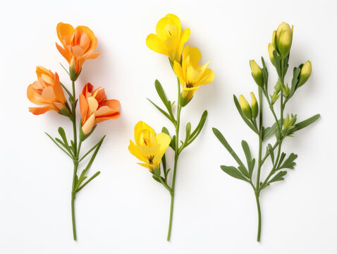 freesia collection set isolated on transparent background, transparency image, removed background