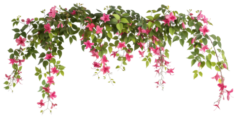 Bougainvillea creeper hanging, isolated on transparent background