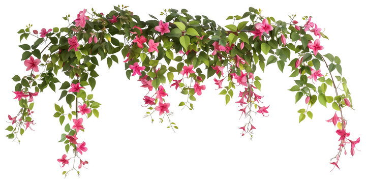 Bougainvillea creeper hanging, isolated on transparent background