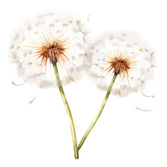 Dandelion Flower Clipart isolated on white background