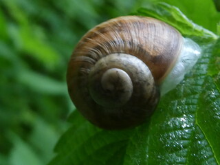 Makro Schnecke auf grünem Blatt in ihrem Schneckenhaus in der Natur