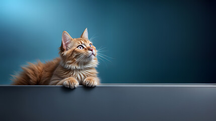 Orange tabby cat with striking looking upwards, empty copy space. Generative AI