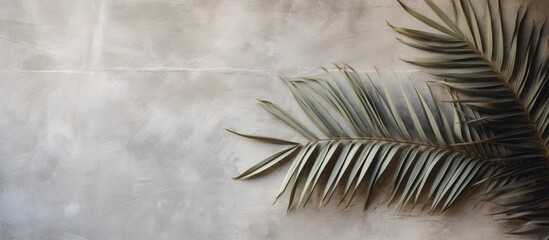 A palm tree leaf, resembling a feather, leans gracefully against a white wall creating a striking contrast of grey plant against minimalist landscape