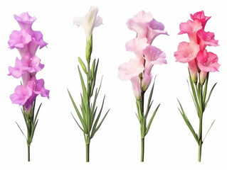 gladiolus collection set isolated on transparent background, transparency image, removed background