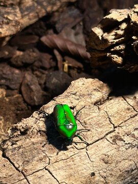 A metalic green beetle slimbing on wood.