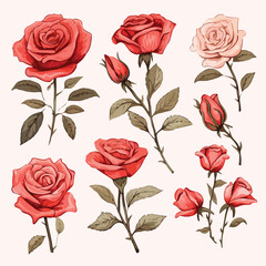 Expressive Sketched Roses Clipart isolated on white background 