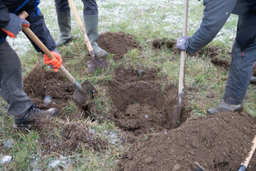 construction site, biodiversity, shovel, hole, earth, winter, tree, root, ecology, environment,...